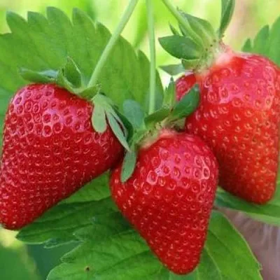 Клубника КЛОДИЯ  Клубника КЛОДИЯ в Калуге