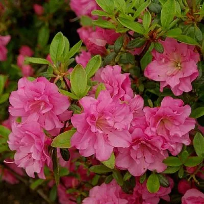 Азалия РОЗИНЕТТА японская  Азалия РОЗИНЕТТА японская в Калуге