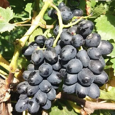 Виноград КИШМИШ АТТИКА  Виноград КИШМИШ АТТИКА в Калуге