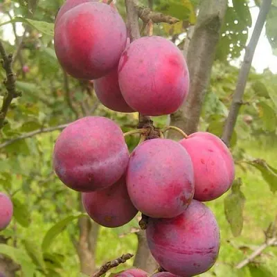 Слива ЭДИНБУРГСКАЯ  Слива ЭДИНБУРГСКАЯ в Калуге