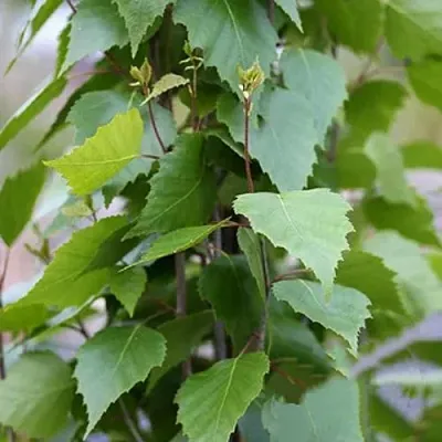 Береза ФАСТИГИАТА повислая   Береза ФАСТИГИАТА повислая  в Калуге