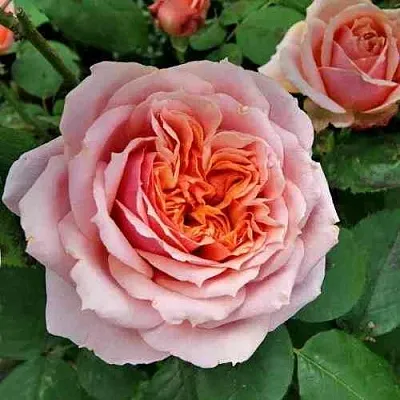 Саженцы роз ПОЛЬ БОКЮЗ шраб  Саженцы роз ПОЛЬ БОКЮЗ шраб в Калуге