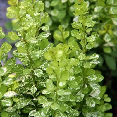 Барбарис ПАУ ВАУ тунберга  Барбарис ПАУ ВАУ тунберга в Калуге