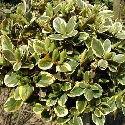 Бересклет КАНАДЕЙЛ ГОЛД   Бересклет КАНАДЕЙЛ ГОЛД  в Калуге