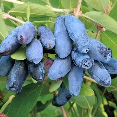 Жимолость съедобная ПАВЛОВСКАЯ в Калуге