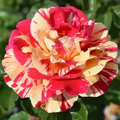 Саженцы роз ВАНИЛЛА ФРАЙЗ плетистая  Саженцы роз ВАНИЛЛА ФРАЙЗ плетистая в Калуге