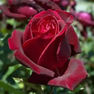 Саженцы роз ПАПА МЕЙЯН чайно-гибридная в Калуге