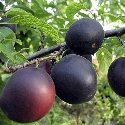 Абрикос МОНАРЕЗИ  Абрикос МОНАРЕЗИ в Калуге