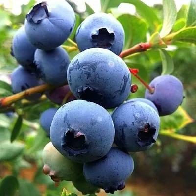 Голубика ДЮК  Голубика ДЮК в Калуге