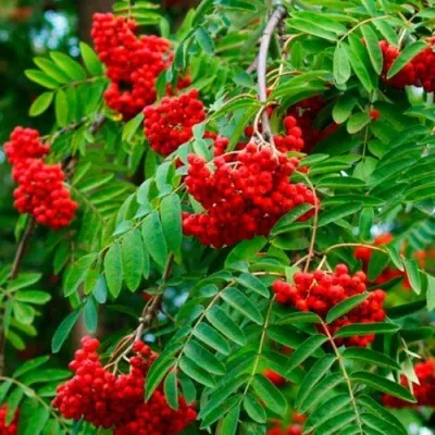 Рябина ПЛАКУЧАЯ сладкоплодная — описание сорта Рябина ПЛАКУЧАЯ сладкоплодная в Калуге