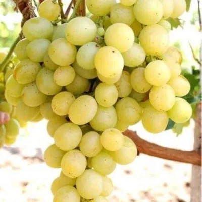 Виноград ТАЛИСМАН в Калуге