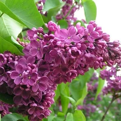 Сирень ДЕНЬ ПОБЕДЫ  Сирень ДЕНЬ ПОБЕДЫ в Калуге