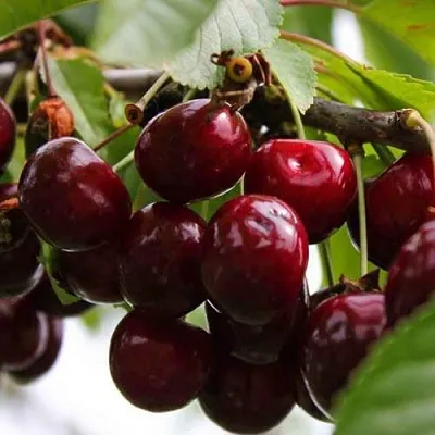 Вишня НОВОДВОРСКАЯ  Вишня НОВОДВОРСКАЯ в Калуге