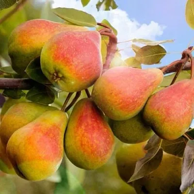 Груша ЗАБАВА в Калуге