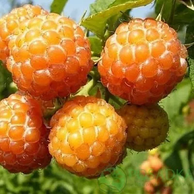 Малина КУМБЕРЛЕНД желтая  Малина КУМБЕРЛЕНД желтая в Калуге