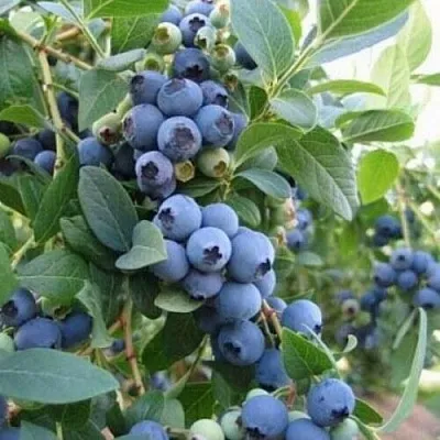 Голубика ЭЛЛИОТ  Голубика ЭЛЛИОТ в Калуге