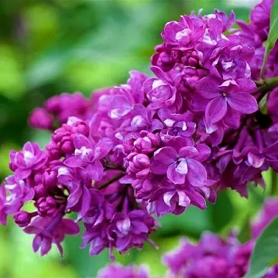 Сирень ОГНИ ДОНБАССА  Сирень ОГНИ ДОНБАССА в Калуге