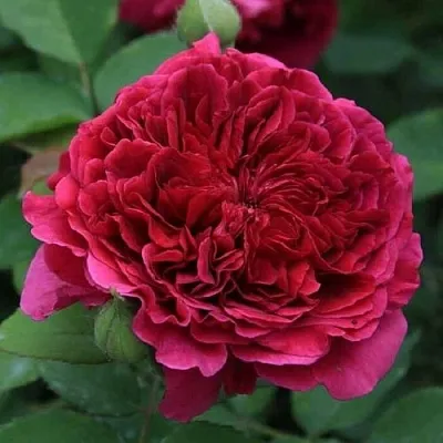 Саженцы роз ТЕСС ОФ ЗЕ ДЭРБЕРВИЛЛЬ английская  Саженцы роз ТЕСС ОФ ЗЕ ДЭРБЕРВИЛЛЬ английская в Калуге