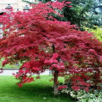 Клен пальмолистный  Клен пальмолистный в Калуге