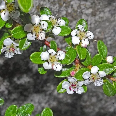 Кизильник ТАНГСТЕДТ горизонтальный   Кизильник ТАНГСТЕДТ горизонтальный  в Калуге