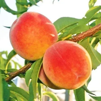 Персик ОНТАРИО — описание сорта Персик ОНТАРИО в Калуге