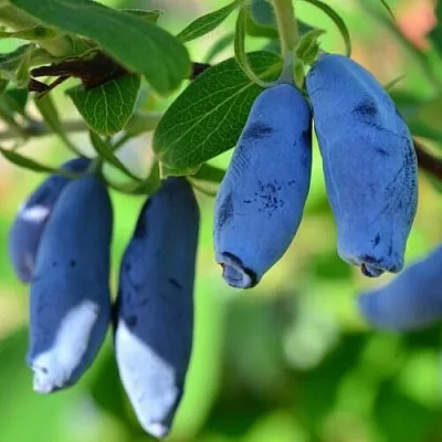 Жимолость съедобная ТРУЖЕНИЦА в Калуге