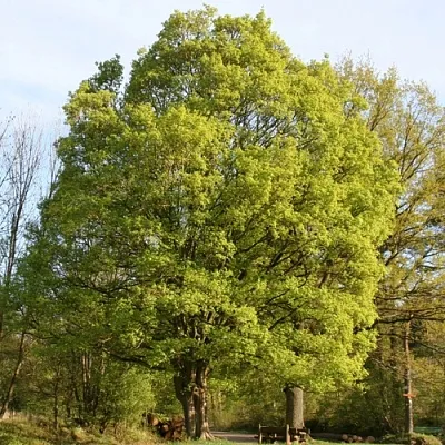 Клен полевой  Клен полевой в Калуге