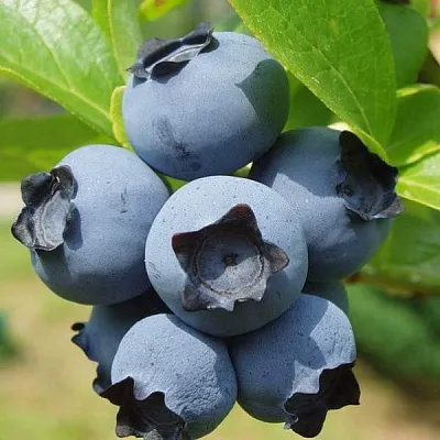 Сладкие сорта   Сладкие сорта  в Калуге