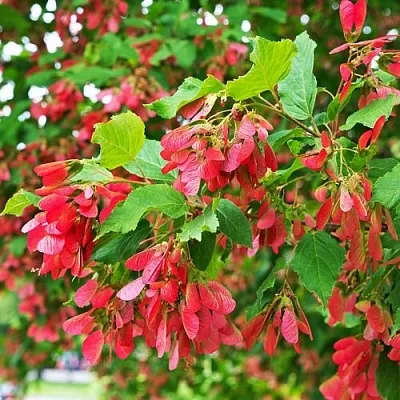 Клен татарский  Клен татарский в Калуге