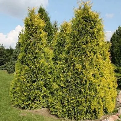 Туя АУРЕОСПИКАТА западная  Туя АУРЕОСПИКАТА западная в Калуге