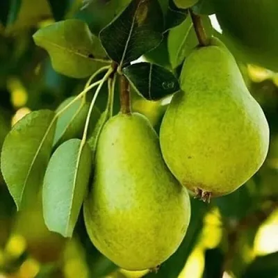 Груша СЕВЕРЯНКА колонновидная  Груша СЕВЕРЯНКА колонновидная в Калуге