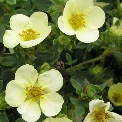 Лапчатка ЭЛИЗАБЕТ кустарниковая  Лапчатка ЭЛИЗАБЕТ кустарниковая в Калуге