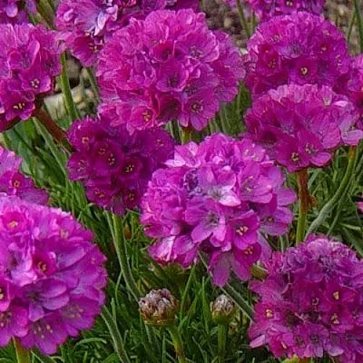 Армерия МОНИНГ СТАР ДИП РОУЗ в Калуге