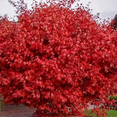 Клен гиннала   Клен гиннала  в Калуге