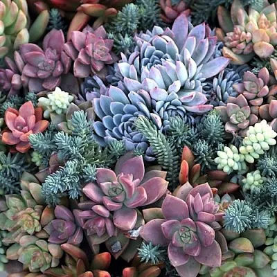 Суккуленты в Калуге