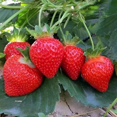 Клубника ТЕА  Клубника ТЕА в Калуге