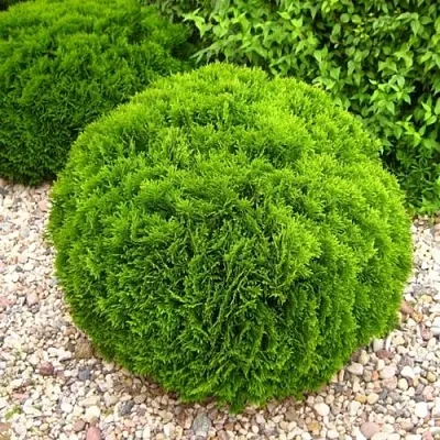 Туя ДАНИКА западная  Туя ДАНИКА западная в Калуге