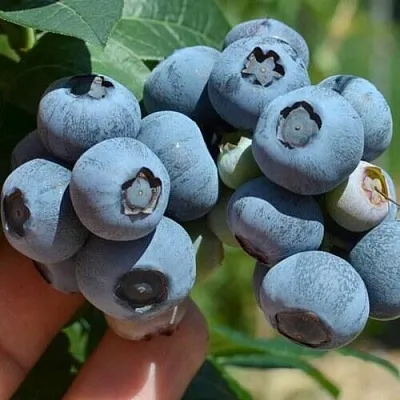 Голубика НЕЛЬСОН  Голубика НЕЛЬСОН в Калуге