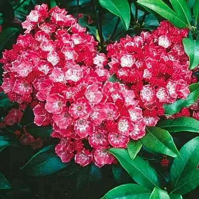 Кальмия КАРДИНАЛ  Кальмия КАРДИНАЛ в Калуге