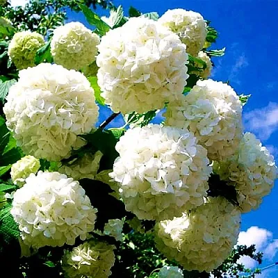 Калина БУЛЬДЕНЕЖ  Калина БУЛЬДЕНЕЖ в Калуге