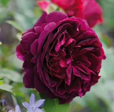 Саженцы роз МАНСТЕД ВУД английская  Саженцы роз МАНСТЕД ВУД английская в Калуге