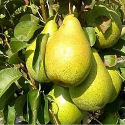 Груша ПАТЕН (ГЛУБОКСКАЯ) в Калуге