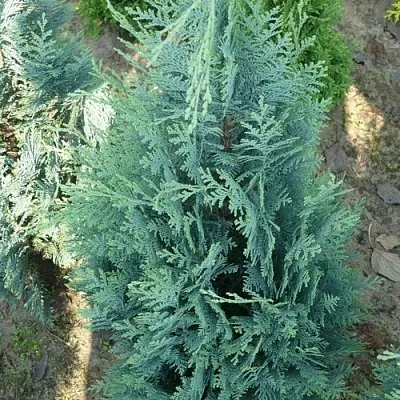 Кипарисовик КОЛУМНАРИС лавсона  Кипарисовик КОЛУМНАРИС лавсона в Калуге