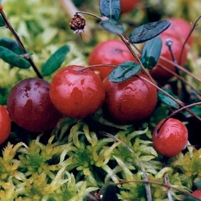 Клюква МАК ФАРЛИН в Калуге