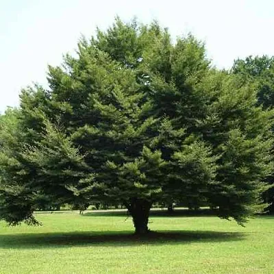 Бук обыкновенный  Бук обыкновенный в Калуге