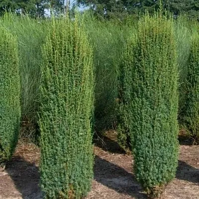 Можжевельник ХИБЕРНИКА обыкновенный в Калуге