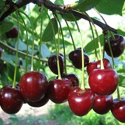 Вишня БЫСТРИНКА  Вишня БЫСТРИНКА в Калуге