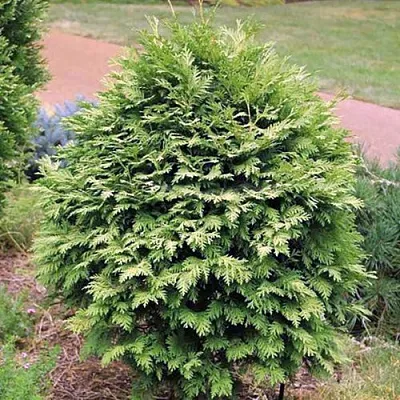 Туя ВАРЕАНА ЛЮТЕСЦЕНС западная  Туя ВАРЕАНА ЛЮТЕСЦЕНС западная в Калуге