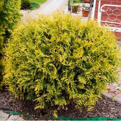 Туя КОЛЛЕРС ГОЛД складчатая  Туя КОЛЛЕРС ГОЛД складчатая в Калуге