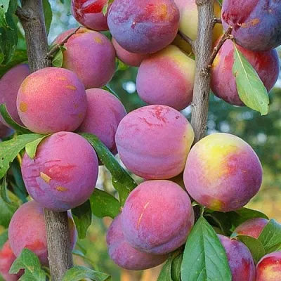 Слива КОЛОННОВИДНАЯ  Слива КОЛОННОВИДНАЯ в Калуге